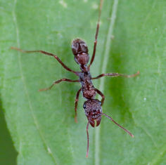 Ectatomma ruidum Ant