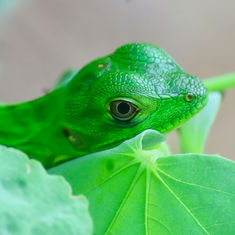 Western Spiny-tailed Iguana (Ctenosaura pectinata)