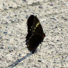 Simple Patch (Chlosyne hippodrome)