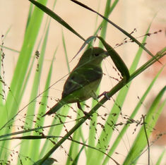 Painted Bunting (Passerina ciris) - Female