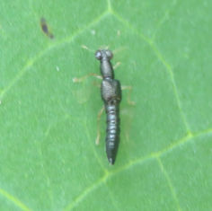 Genus Stenus