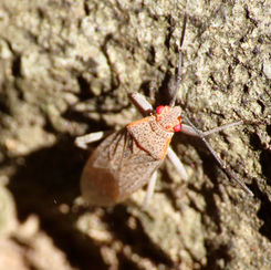 Jadera coturnix - Soapberry Bug