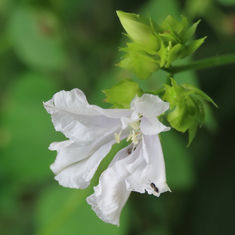 Jacquemontia mexicana