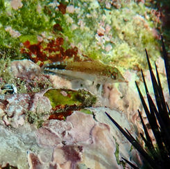Fishgod Blenny (Malacoctenus ebisui)