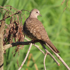 Inca Dove (Male) (Columbina inca)