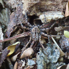 Crescent-eyed Spider