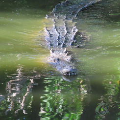 American Crocodile (Crocodylus acutus)