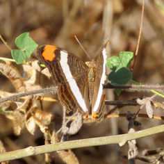 Band-celled Sister (Adelpha fessonia)