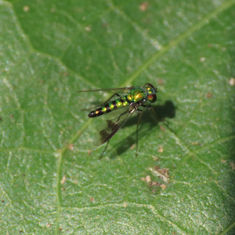 Long-legged Flies (Genus Condylostylus)