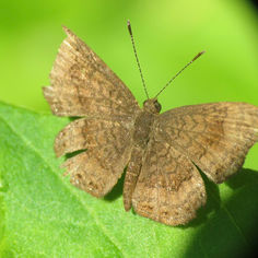 Genus Calephelis - Metalmark Butterfly