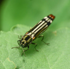 Agrilus catherinae