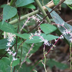 Guinea Hen Weed (Petiveria alliacea)
