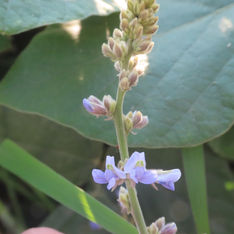 Calopogonium caeruleum