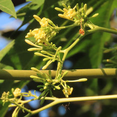 Papaya (Carica papaya)