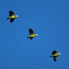 Yellow-headed Parrot (Amazona oratrix)