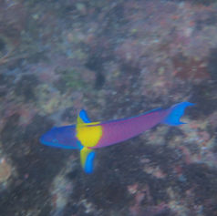 Cortez Rainbow Wrasse (Thalassoma lucasanum)