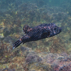 Guineafowl Puffer (Arothron meleagris) - Black/spotted Form