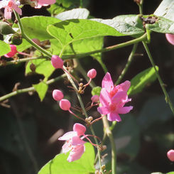Coral Vine (Antigonon leptopus)