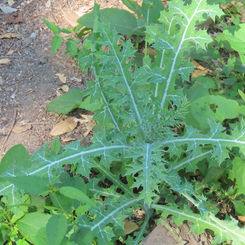 Prickly Poppy (Argemone ochroleuca)