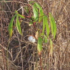 Desert Cotton (Gossypium thurberi)
