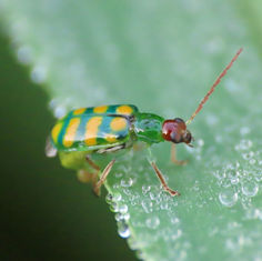 Banded Cucumber Beetle (Diabrotica balteata)