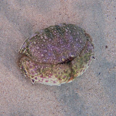Arched Box Crab (Calappa convexa)