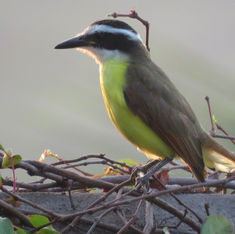 Great Kiskadee (Pitangus sulphuratus)