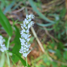 Swamp Smartweed (Persicaria hydropiperoides)