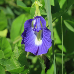 Blue Pea (Clitoria ternatea)