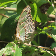 Malachite (Siproeta stelenes)