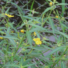 Mexican Primrose-Willow (Ludwigia octovalvis)