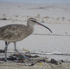 Hudsonian Whimbrel (Numenius hudsonicus)