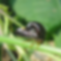 Hoppers of Zihuatanejo, Mexico