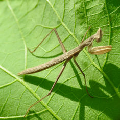 Yersinia mexicana