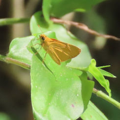 Godman's Skipper (Zariaspes mythecus)