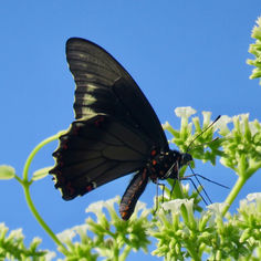 Polydamus Swallowtail (Battus polydamas)