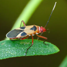 Turk's Red Cap Bug (Dysdercus concinnus)