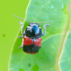 Case-bearing Leaf Beetle (Genus Griburius)
