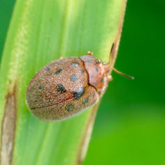 Tortoise Beetle (Genus Chelymorpha)