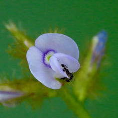 Calopo (Calopogonium mucunoides)