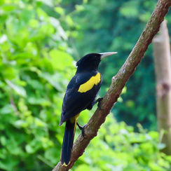 Yellow-winged Cacique (Cassiculus melanicterus)