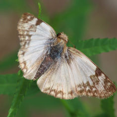 Laviana White-Skipper (Heliopetes laviana)