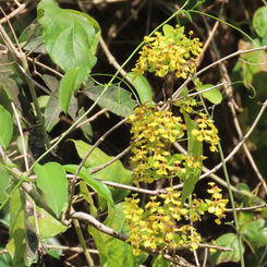 Yellow Butterfly Vine (Callaeum macropterum)