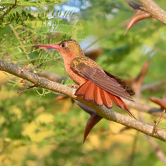 Cinnamon Hummingbird (Amazilia rutila