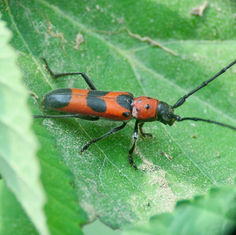 Tylosis puncticollis - Longhorn Beetle