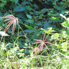 Windmill Grass (Genus Chloris)