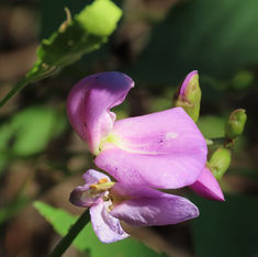 Beach Bean (Canavalia rosea)