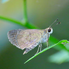 Saturnus Skipper (Callimormus saturnus)