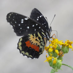 Crimson Patch (Chlosyne janais)