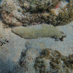 Sandy Sea Cucumber (Holothuria inornata)